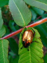 bug on leaf