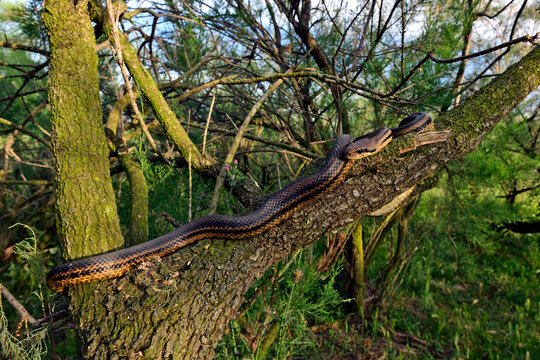 Vierstreifennatter // Four-lined snake (Elaphe quatuorlineata) - Axios-Delta, Griechenland