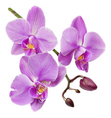 Fototapeta na wymiar orchid flower on a white background