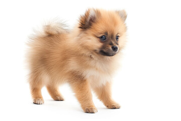 Obraz premium Cute Pomeranian puppy with fluffy fur, walking and looking curiously isolated on white background with copy space.