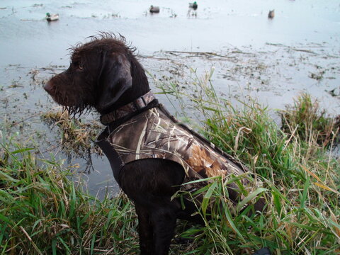 Hunting Pudelpointer dog in camo jacket on lake with ducks