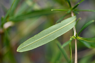 St Johns wort Gemo leaf