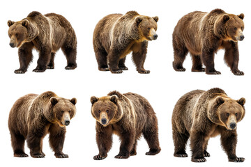 Fototapeta premium Six Brown Bears Standing on a White Background