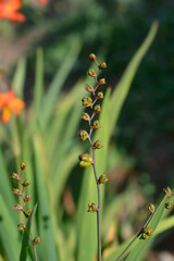 Montbretia fruit