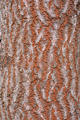 Empress tree bark detail