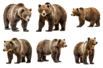 Six Grizzly Bears Standing Against a White Background © IMAGINIAC