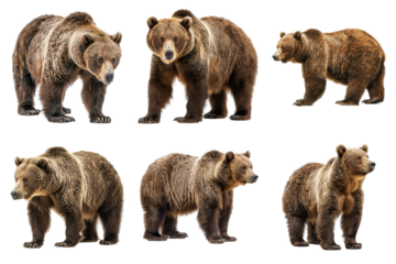 Six Grizzly Bears Standing Against a White Background