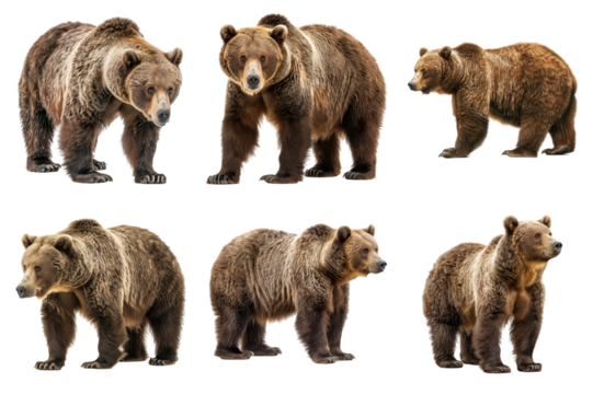 Six Grizzly Bears Standing Against a White Background