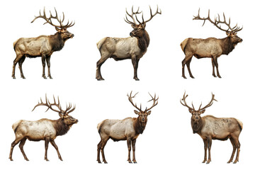 Obraz premium Six Elk with Antlers Standing Against a White Background