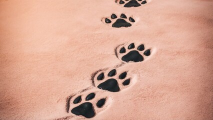 Dog footprints in the sand at the beach area.