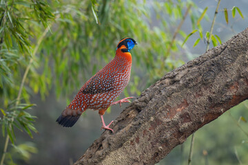 Temminck's tragopan