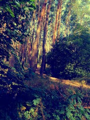 autumn forest in the morning