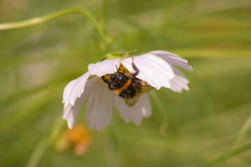 bee on a flower
