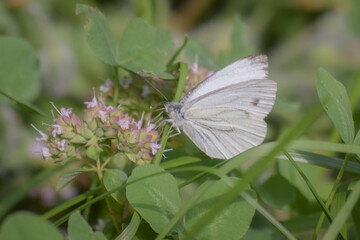 butterfly on a flower