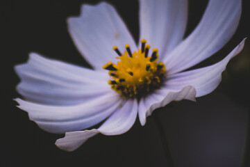 flower of a daisy
