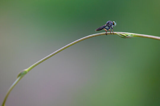Robber fly

