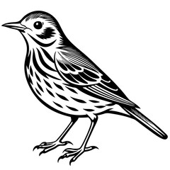 Pipit bird silhouette vector illustration