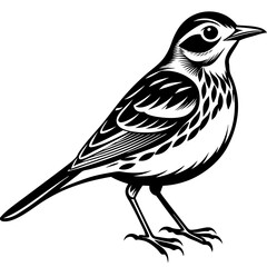 Pipit bird silhouette vector illustration