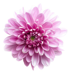 Fototapeta premium chrysanthemum flower on a white background