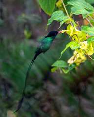 Red-billed Streamertail Hummingbird, Trochilus polytmus in Blue and John Crow Mountains National Park, world heritage site in Jamaica.