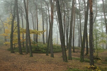 Fog in the autumn forest. Nowhere to be seen