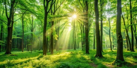 Fototapeta premium A blurred natural background featuring a lush green forest with sunlight filtering through the trees, nature, forest