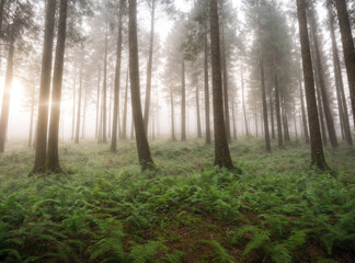 Obraz premium A forest with foggy trees and a sun shining through the trees
