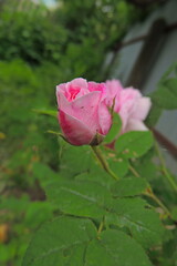 pink rose