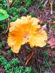 Chanterelle mushrooms in the forest. Top view. Selective focus.