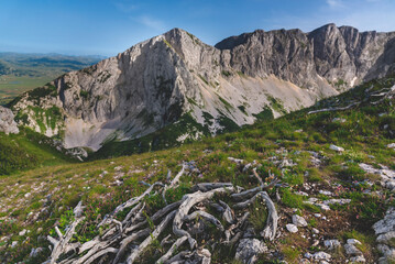 Tree Roots on Cliff Overlooking Mountain Landscape