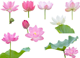 切り抜き透過素材セットー夏の花7