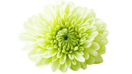 Green flower transparent background
