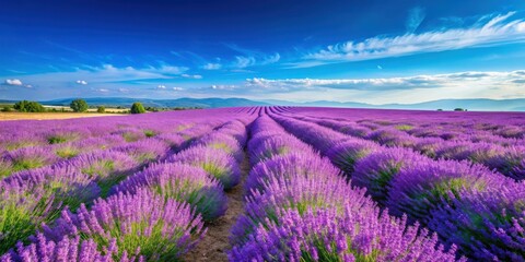Fototapeta premium Vibrant lavender fields under a clear blue sky, lavender, fields, sunny, day, floral, blooming, purple, beautiful