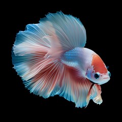 Fototapeta premium Siamese Fighting Fish: Red and Blue Finned Betta Fish with Flowing Fins on Black Background 