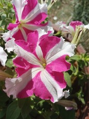 Beautiful white and pink flower