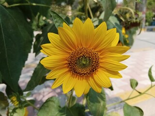 Beautiful fresh yellow sunflower  