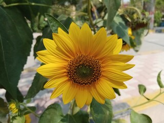 Beautiful fresh yellow sunflower  