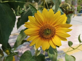 Beautiful fresh yellow sunflower  