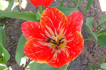 red poppy flower