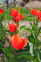 Tulip 