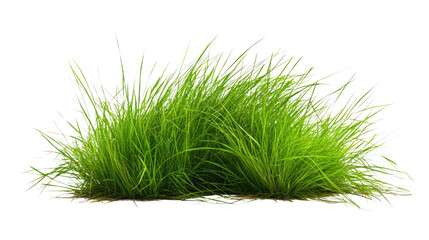 Grass transparent background