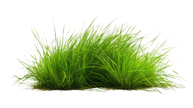 Grass transparent background