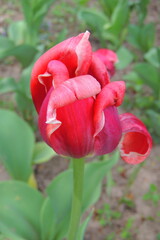 red tulip flower