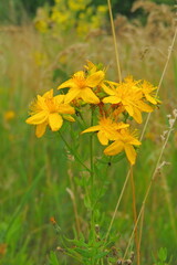 Fototapeta premium yellow flower in the grass