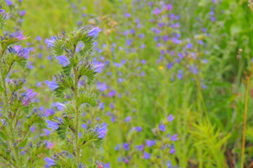 Fototapeta premium field of flowers