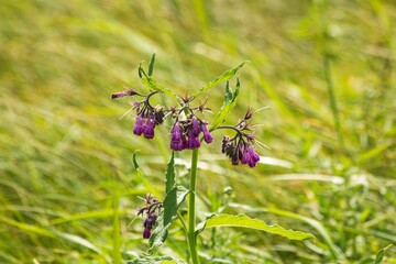 Flowering comfrey in a meadow close-up