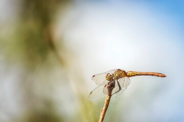 Yellow dragonfly on the branch