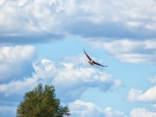 Osprey flying with a caught fish in its paws