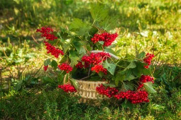 Basket of willow branches with ripe berries