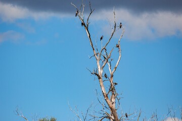 Old dead tree with crows sitting on
